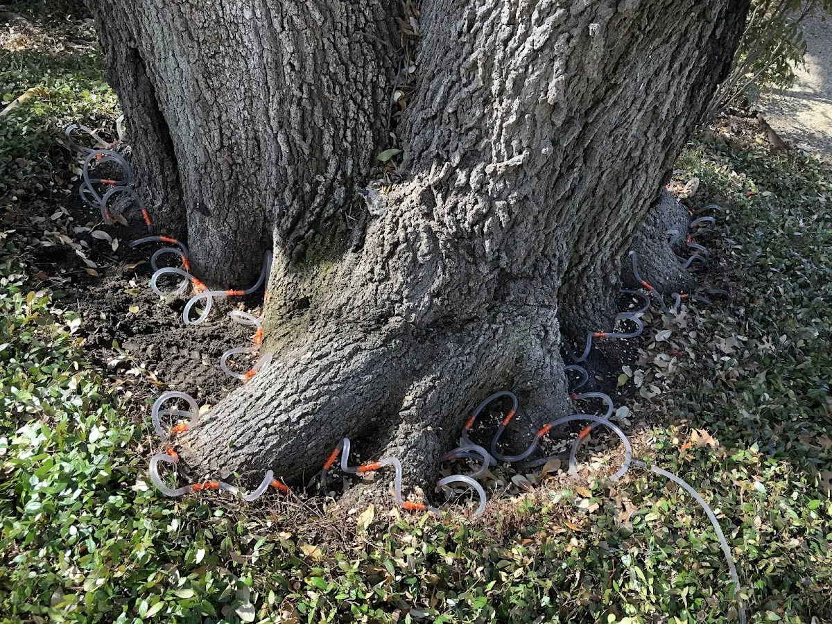 Detailed Tree Cabling and Bracing job site in Dodge