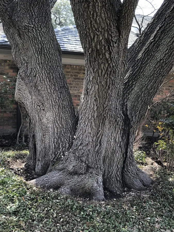 Mature heritage tree close to a Dodge property cared for by certified arborists